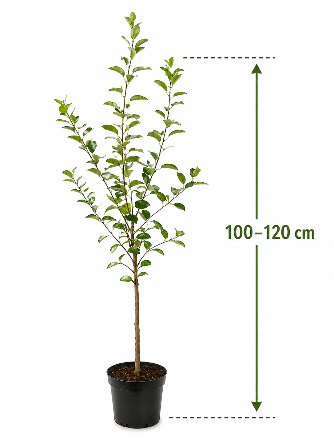 Malus Domestica 'Benoni' 100-120 cm Raná jablečná pochoutka pro vaši zahradu