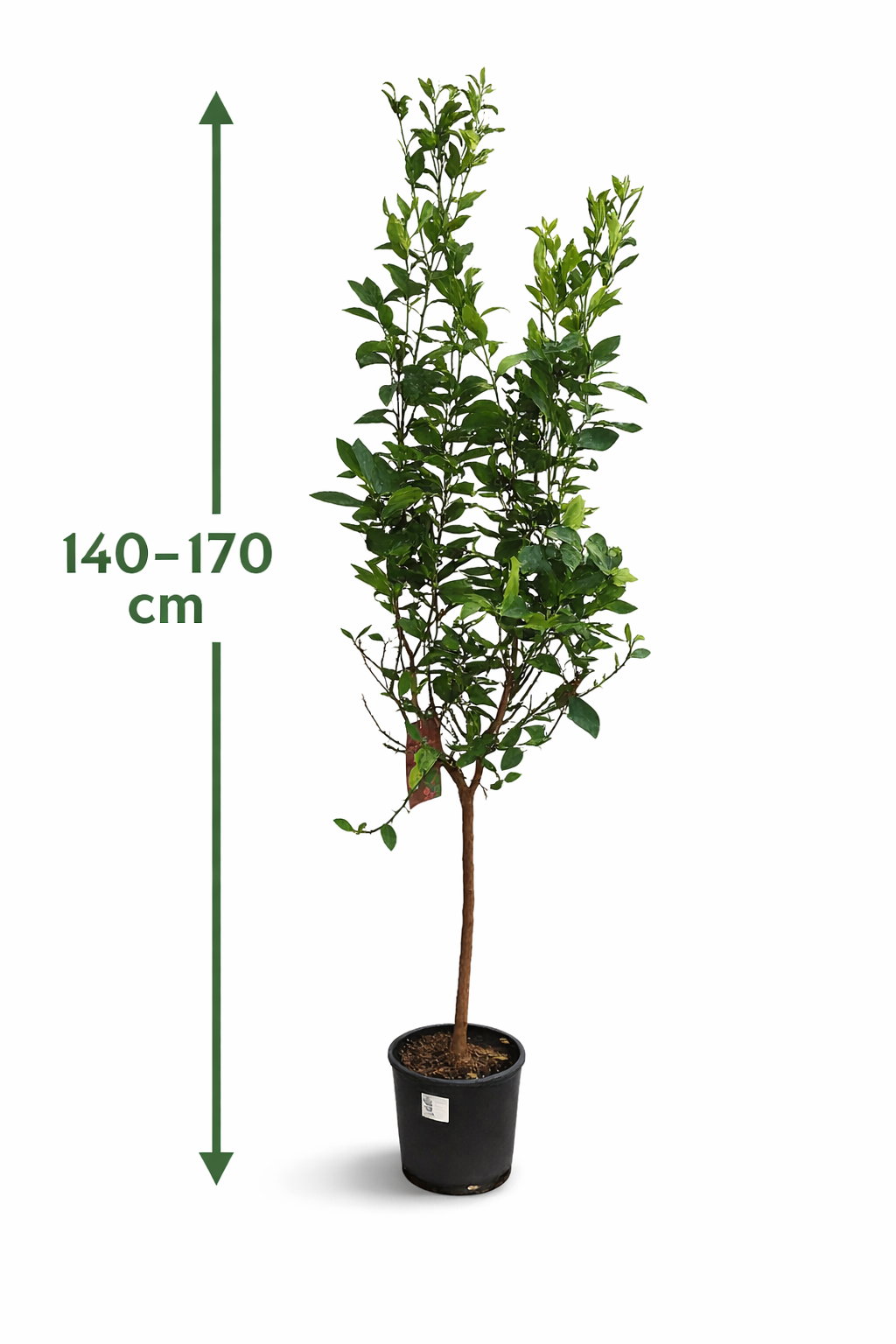 Limettenbaum Lima Verde 140–170 cm – Caipirinha Limette / Echte Limette – Citrus aurantifolia – Zitronenbaum Limette für Terrasse & Balkon