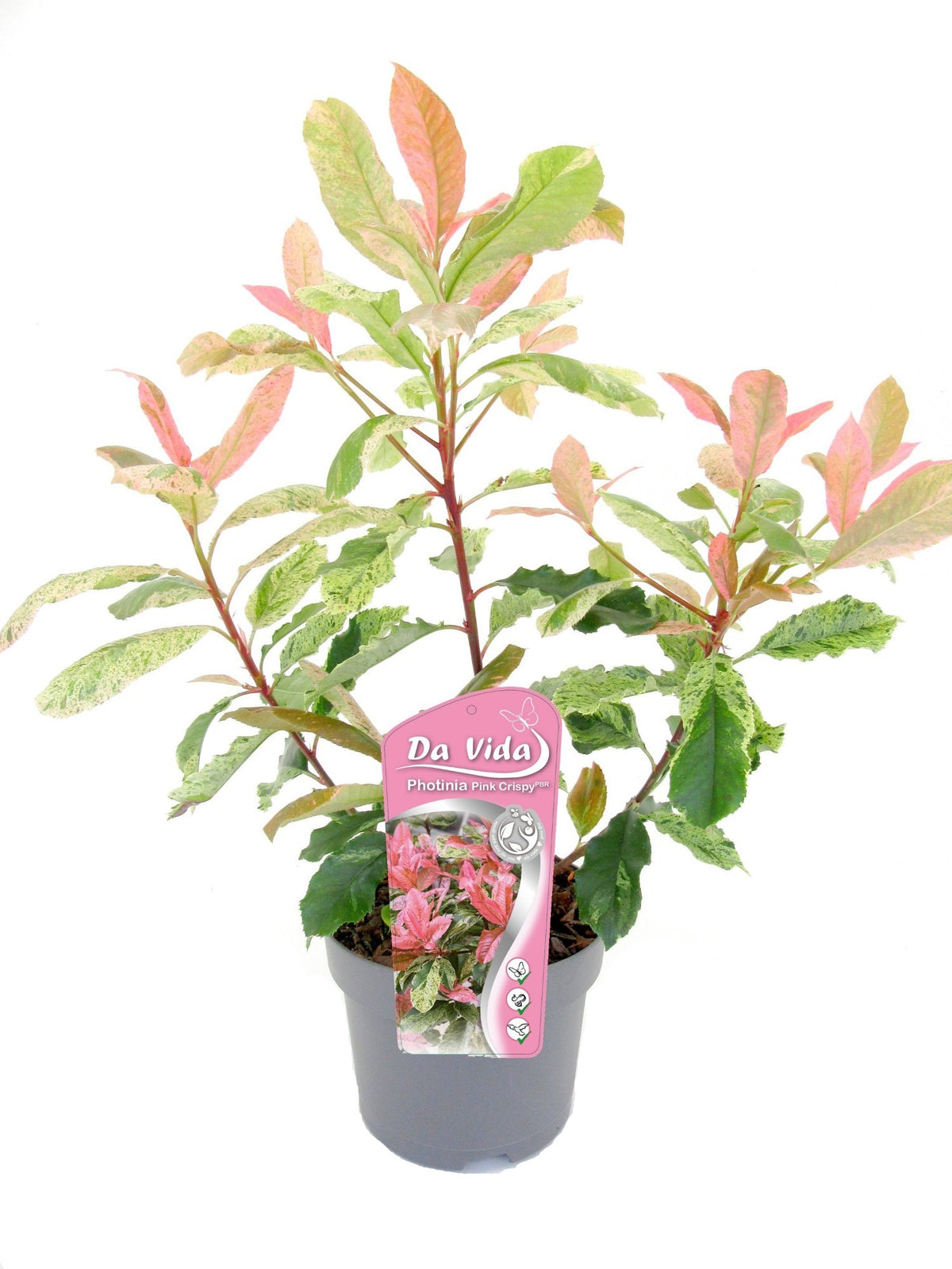 Photinia fraseri 'Pink Crispy' 40-60 cm štíhlého rostoucí, mrazuvzdorná