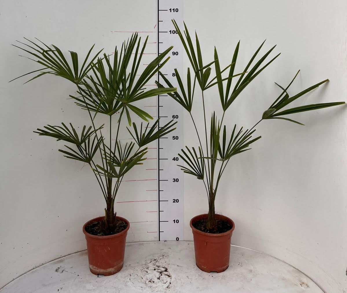 2 Stück Winterharte Chinesische Hanfpalme (Trachycarpus fortunei) – 100-120 cm (A2) | Exotischer Blickfang für Garten & Terrasse