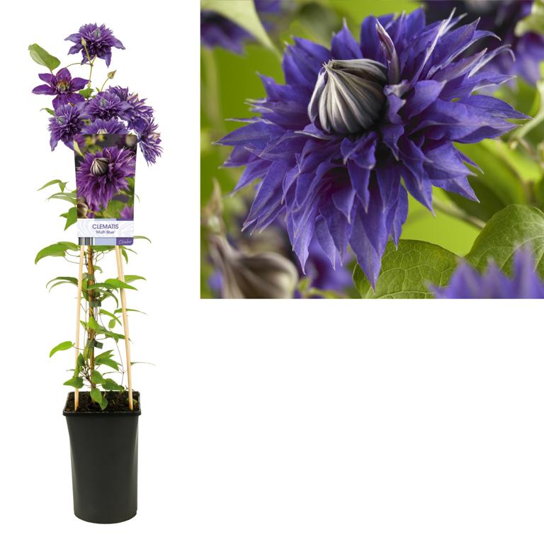 Clematis Multi Blue – Gefüllte Waldrebe | Kletterpflanze 30–50 cm im Topf