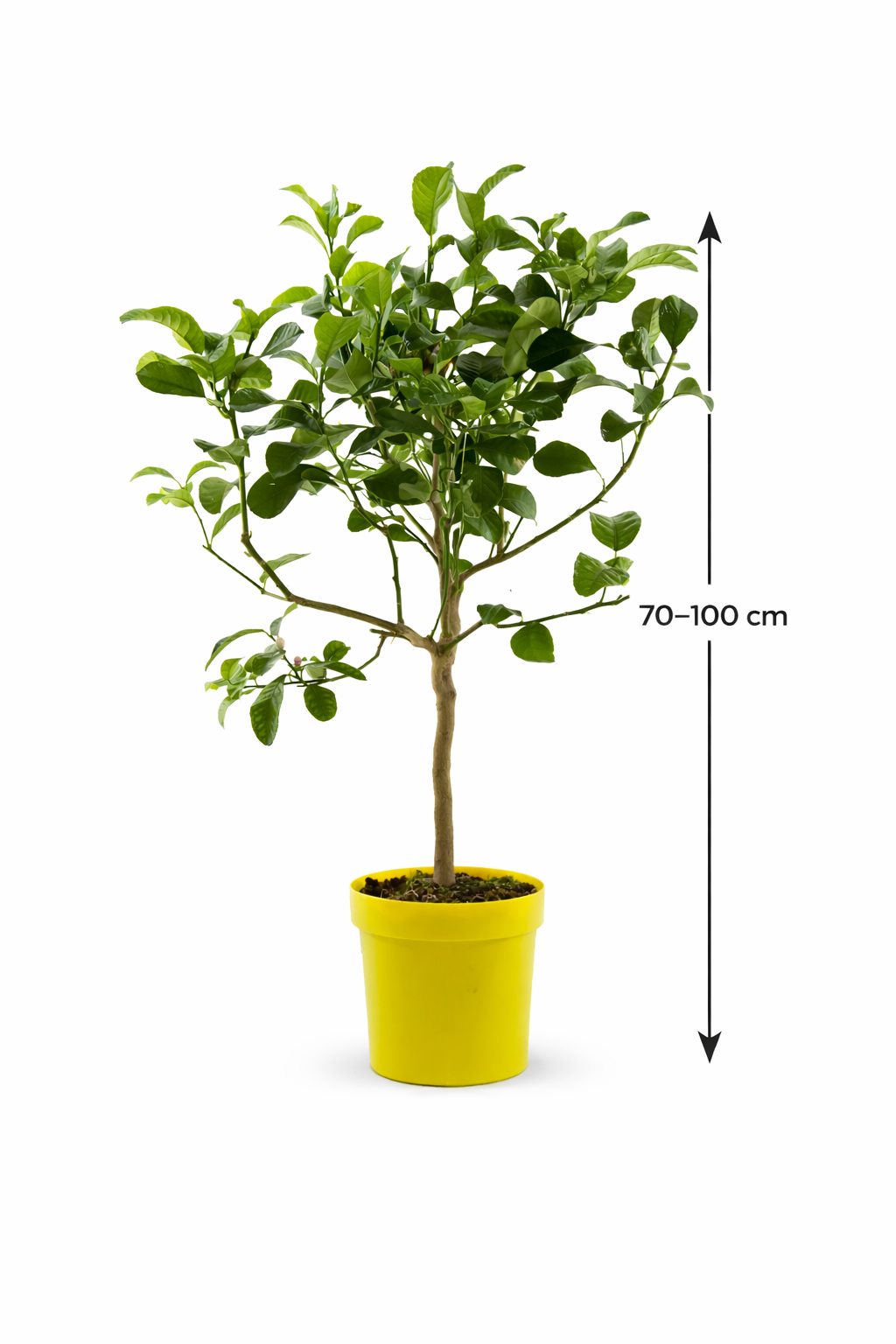 Citrus medica - Citronella, stonek 80 cm