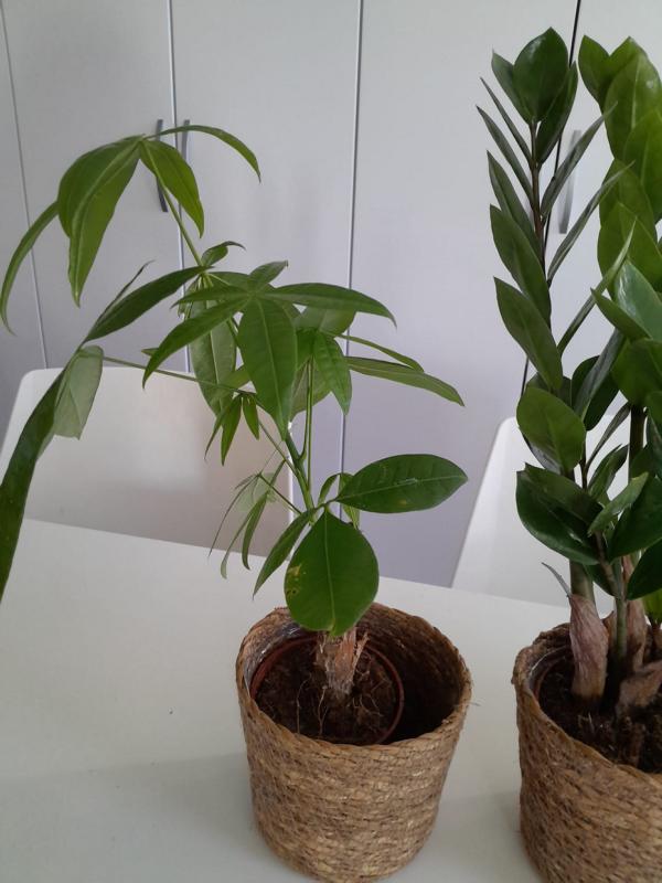 Zamioculcas, Pachira a horská palma cca. Sada květináčů do košů o výšce 40 cm – snadno udržovatelné pokojové rostliny pro váš domov