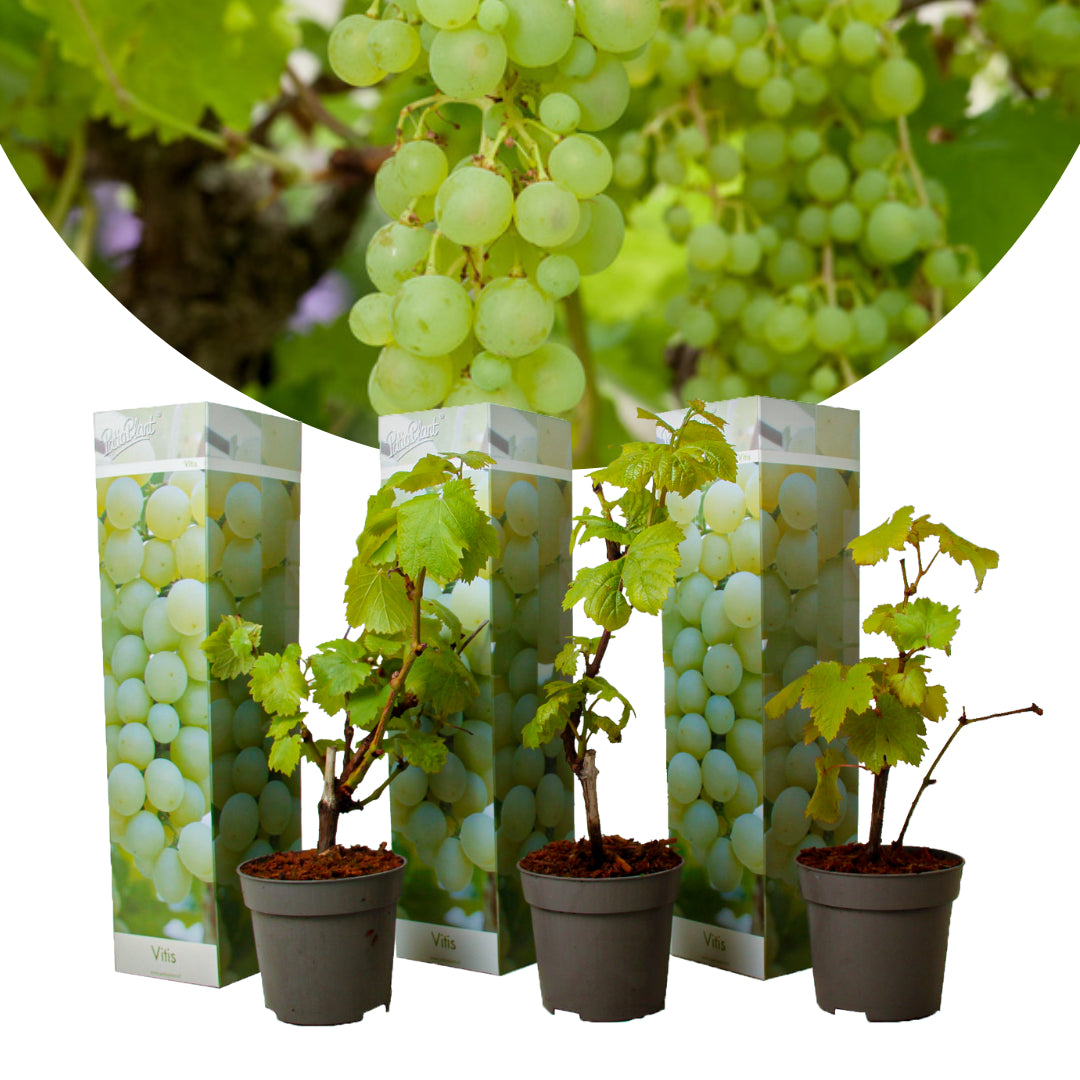 Vitis vinifera Chardonnay - Sada 3 ks - Hroznová réva - Květináč 9 cm - Výška 25-40 cm