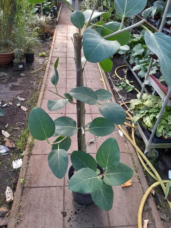 Ficus Benghalensis 120-140 cm dicker Stamm Indische Banyanbaum-Pflanze für Ihr Zuhause – Pflegeleicht und Langlebig