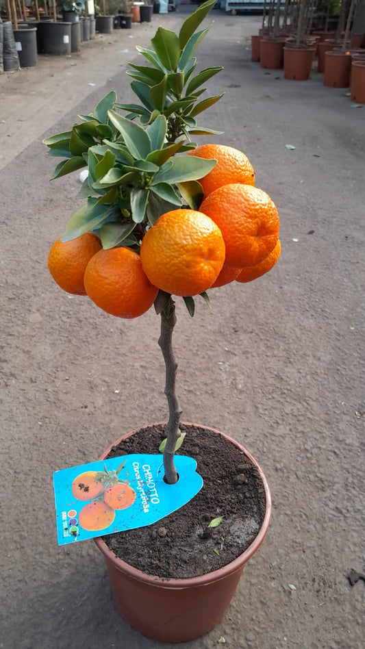 Hořký pomerančovník Chinotto (Citrus myrtifolia) – středomořský citrusový keř, 50-60 cm, ideální na balkon a terasu