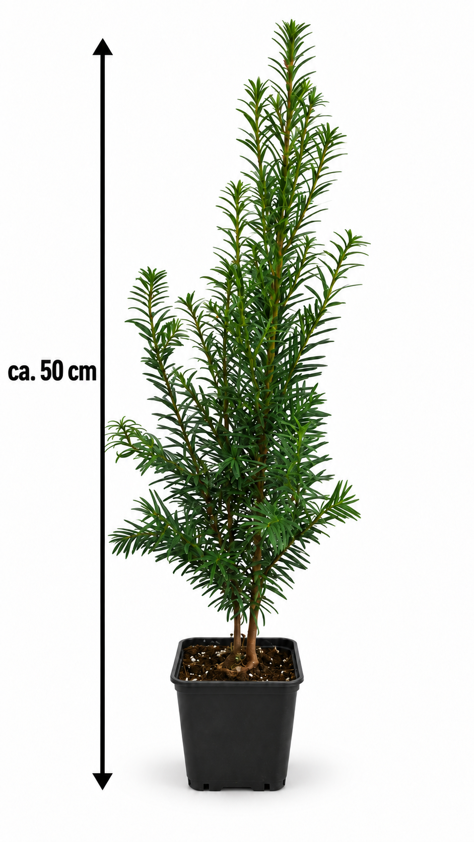 Europäische Eibe Taxus baccata ca. 50 cm – Immergrüne, winterharte Heckenpflanze
