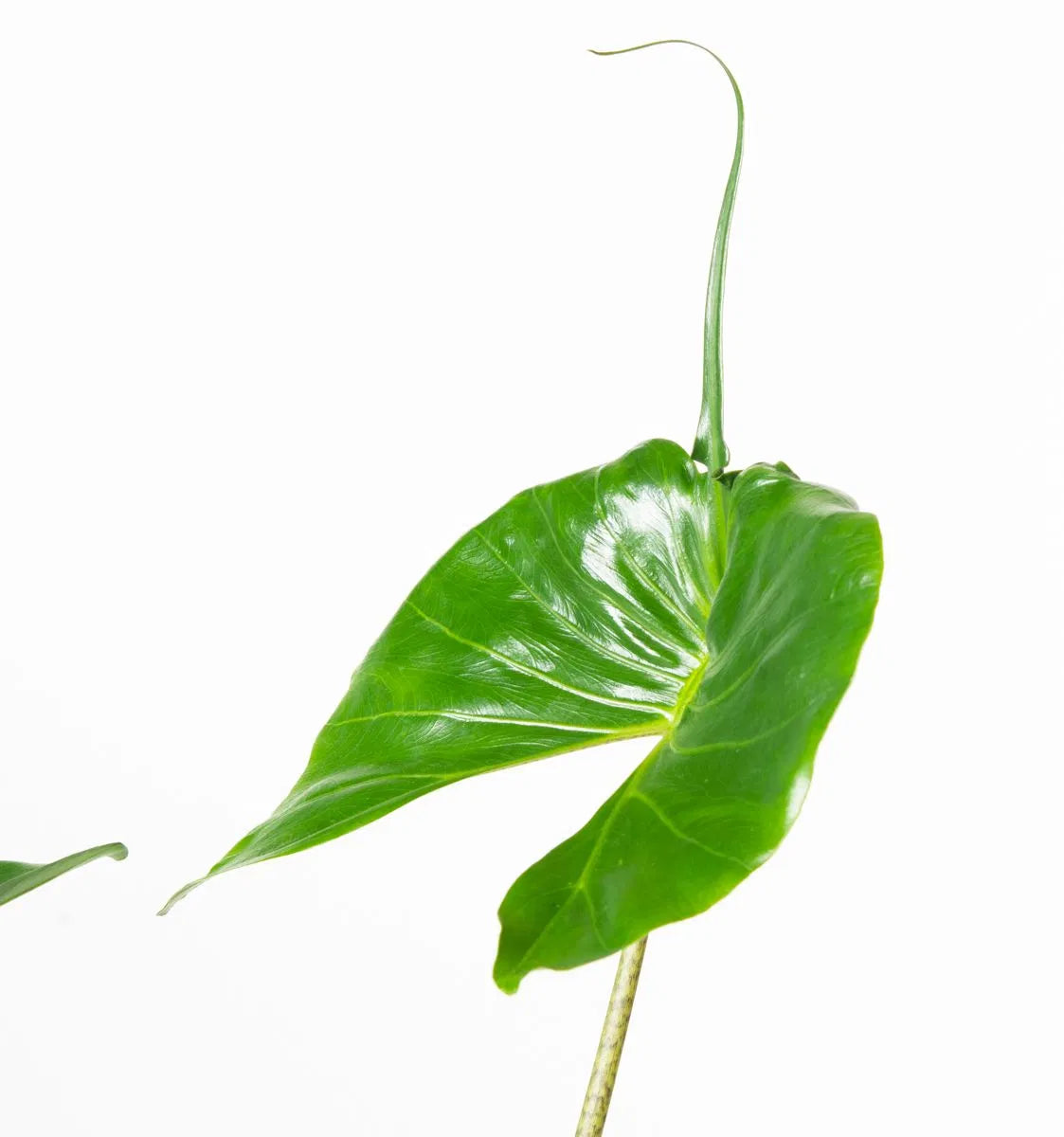 Alocasia Stingray 50-60 cm - Pfeilblatt - Elefantenohr - Zimmerpflanze - Grünpflanze
