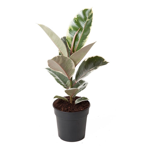 Bílo-panašovaný kaučukovník 50-60 cm Ficus elastica Tineke