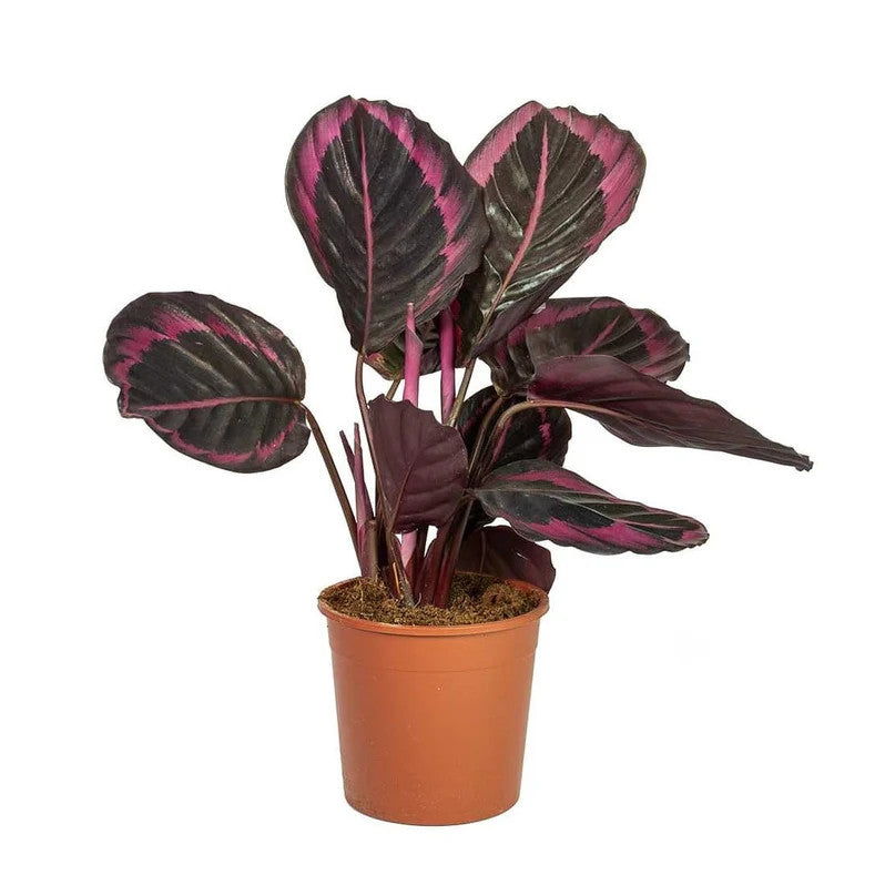Calathea Roseopicta 'Dottie' XL – Exotische Korbmarante mit Atemberaubendem Rosa-Muster | Pflegeleichte Zimmerpflanze