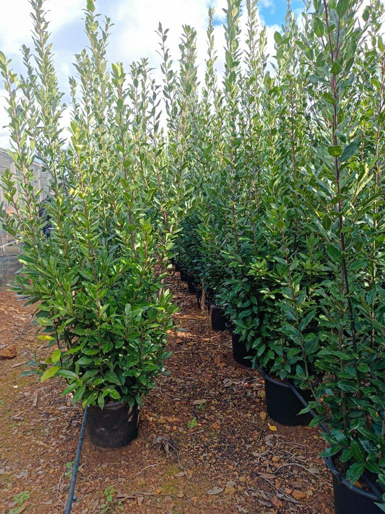 XXXL True Sweet Bay (Laurus nobilis) – cca. 250 cm – Obří bobkový strom do zahrady a květináče