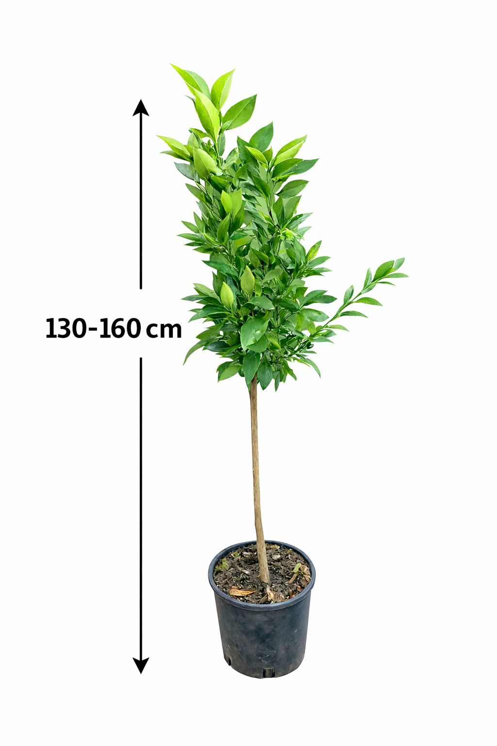 Citrus unshiu Satsuma mandarinka 130-160 cm Citrus unshiu Satsuma strom Citrus Satsuma
