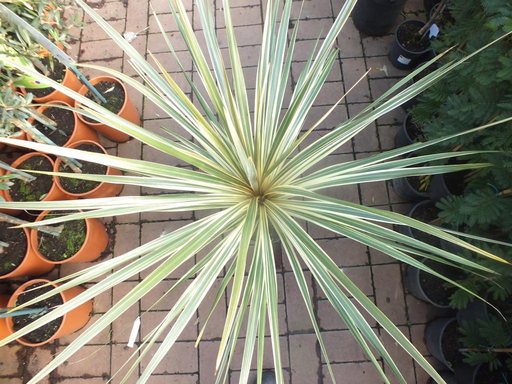 Cordyline Torbay Dazzler 80-100 cm - Cordyline Torbay Dazzler - mrazuvzdorná do -10°C - variegata