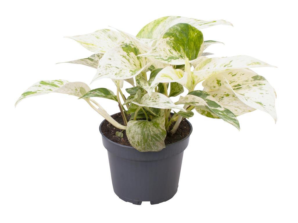 Epipremnum Pinnatum 'Marble Queen' – Efeutute mit Marmorblättern, ca. 25 cm – Topf 12 cm