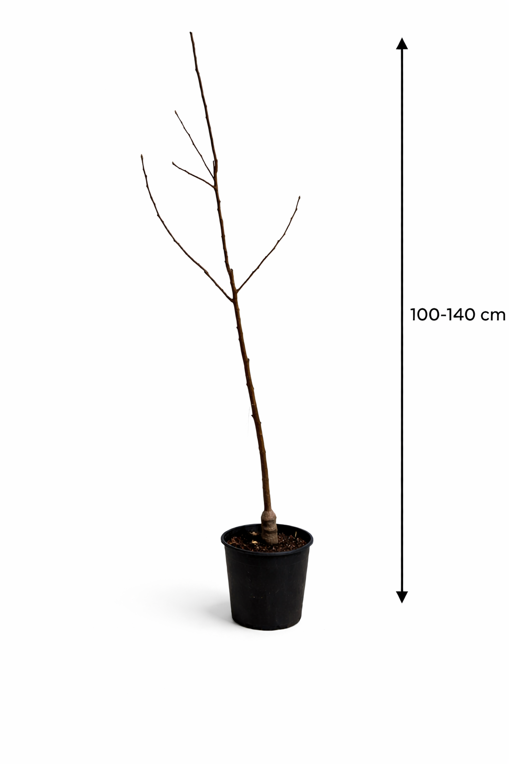 Apfelbaum Red Chief 100–140 cm – Malus domestica, Roter Herbstapfel, Ertragreich & Winterhart