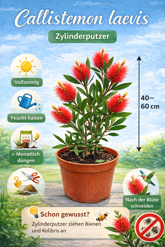 Karminroter Zylinderputzer 40–60 cm – Callistemon laevis Kübelpflanze – Flaschenputzer rot winterhart bedingt mediterrane Balkonpflanze