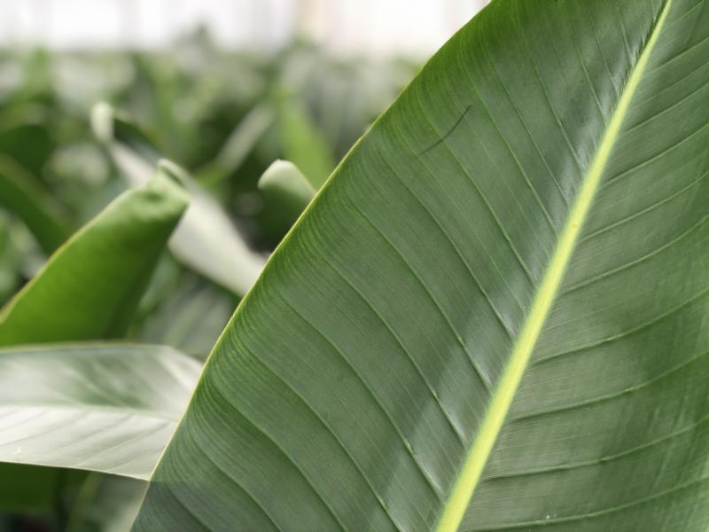 Strelitzia nicolai 2 STÜCK ca. 60 cm – Majestätische Tropenpflanze für Ihr Zuhause -- Grünpflanze -Zimmerpflanze