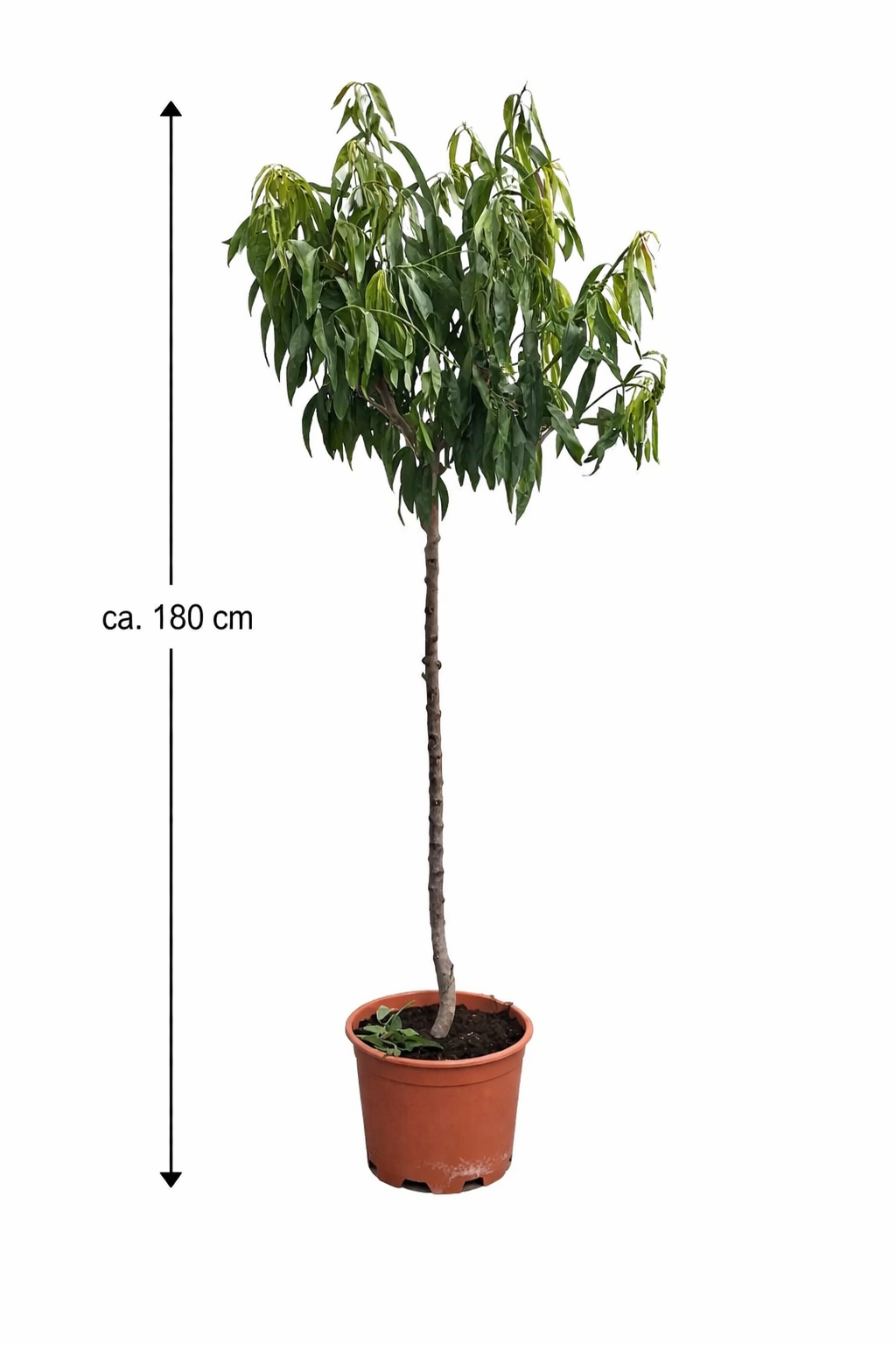 Mandloň Penta - Prunus dulcis Penta cca. 180 cm - Pru Pantanus amygdalus ZDARMA