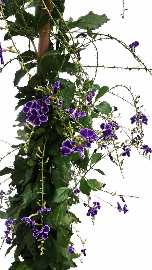 Duranta erecta 'Geisha Girl' – exotický holubník, 100–150 cm, fialové květy, vhodná pro včely, rostlina do nádob