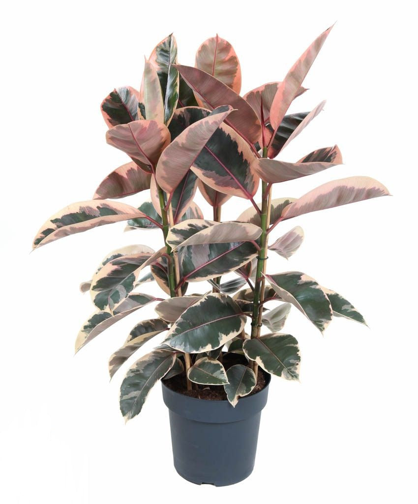 Gummibaum Ficus Elastica Belize – 3 Pflanzen im Ziertopf, ca. 100 cm – Zimmerpflanze mit bunten Blättern