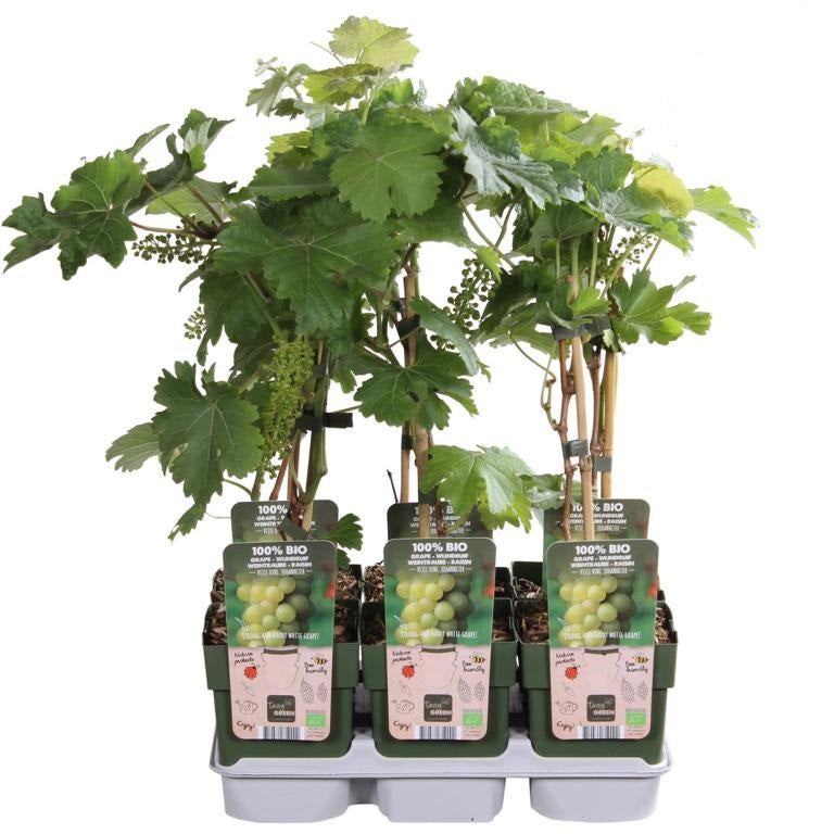 2er-Set Weinreben „Johanniter“ (Vitis vinifera) – robuste weiße Rebsorte, 30–50 cm im Topf, winterharte Tafeltraube