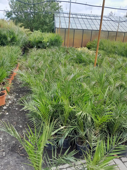 2 Stück 70-100 cm Phoenix canariensis kanarische Dattelpalme kanarische Dattelpalme kräftige Palmen keine Jungpflanzen / VERSANDKOSTENFREI