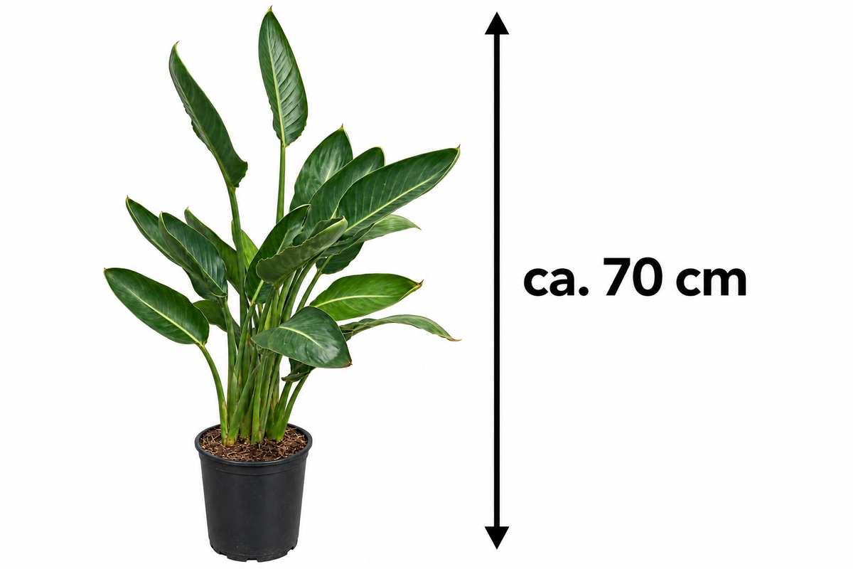 Strelitzie – Paradiesvogelblume (Strelitzia reginae), exotische Zimmerpflanze für Wintergarten & Terrasse – ca. 70 cm inkl. Topf