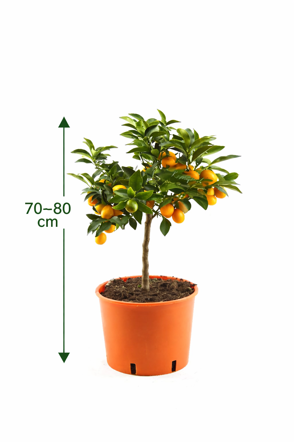 Kumquat Fortunella margarita Citrus Citrus 80 cm citrusová rostlina