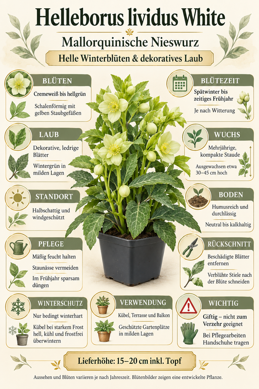 Helleborus lividus ‘White’ – Mallorquinische Nieswurz, weiß blühende Staude für Terrasse & Kübel – 15–20 cm inkl. Topf
