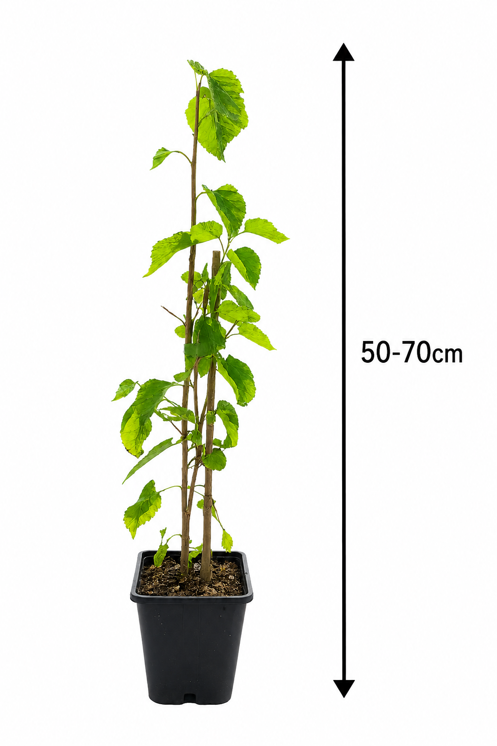 Weiße Maulbeere 50–70 cm (Morus alba) – Winterharter Maulbeerbaum, Obstbaum mit süßen Früchten für Garten & Kübel