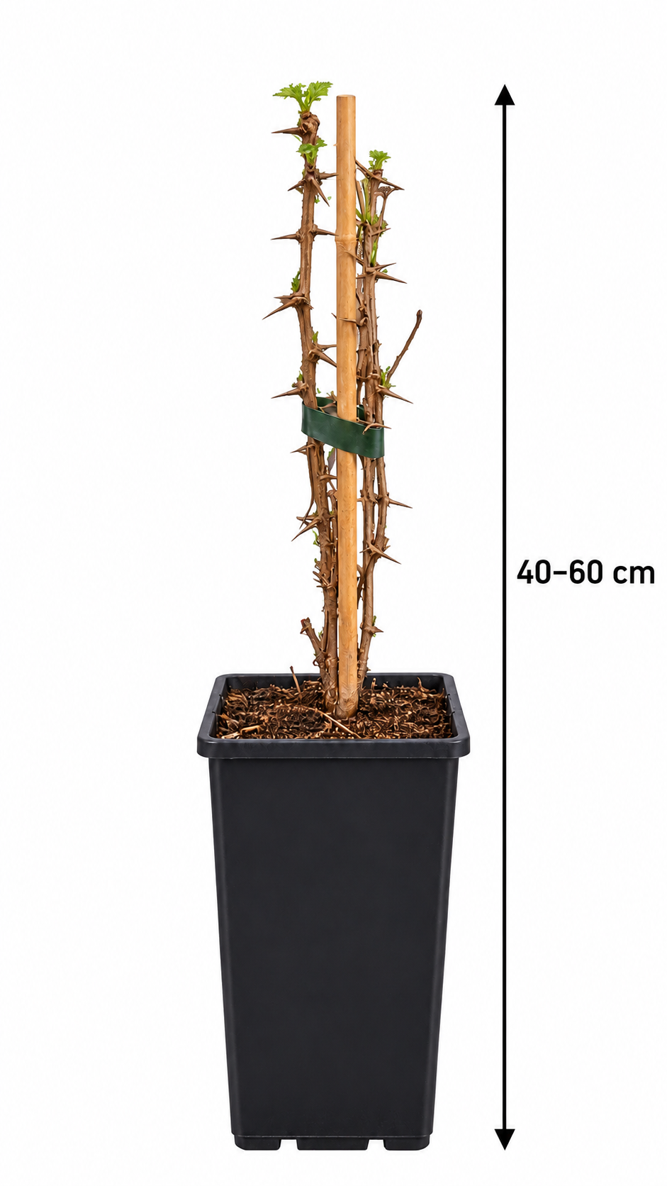 Oregon-Stachelbeere – Ribes divaricatum – winterharter Beerenstrauch mit essbaren Früchten – 40–60 cm inkl. Topf