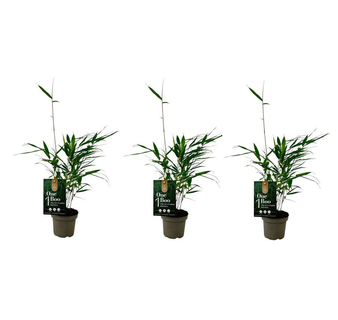Fargesia Robusta Pingwu – Robuster Gartenbambus, ca. 30 cm | Winterharter Sichtschutz für Ihren Garten