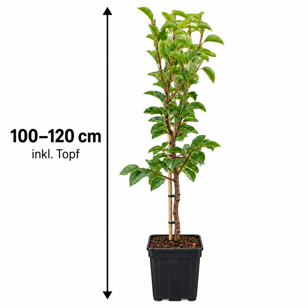 Birnbaum ‘Gellerts Butterbirne’ / ‘Beurré Hardy’ – aromatische Herbstbirne für den Garten – 100–120 cm inkl. Topf
