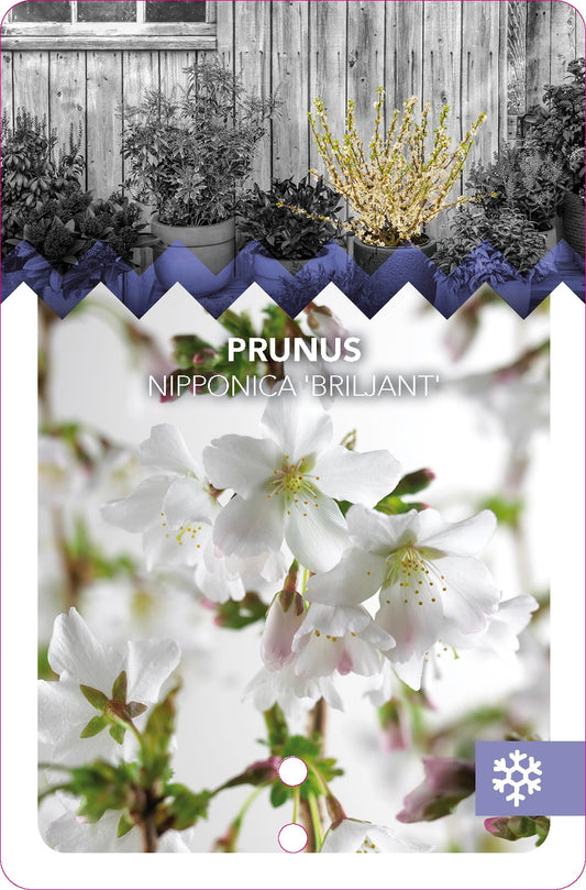 Prunus kurilensis 'Brillant' – Zwergkirsche / Kurilenkirsche 40-60 cm – Ideal für den Garten