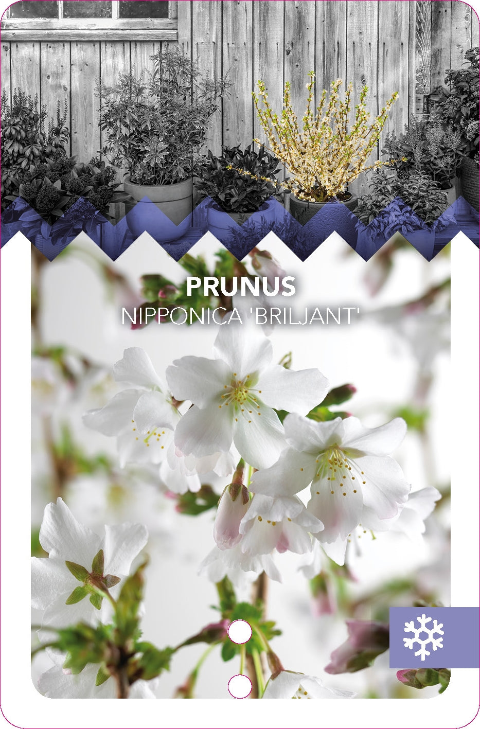 Prunus incisa 'Yamadei' - třešeň drážkovaná (40-60 cm) | Japonská okrasná třešeň do zahrady a na terasu