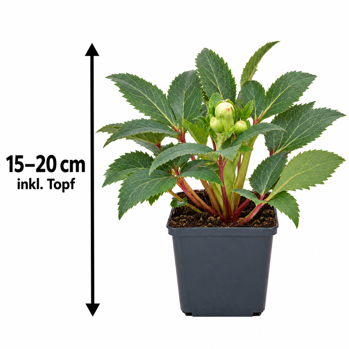 Helleborus × sternii – Nieswurz, immergrüne Blütenstaude für Garten & Kübel – 15–20 cm inkl. Topf