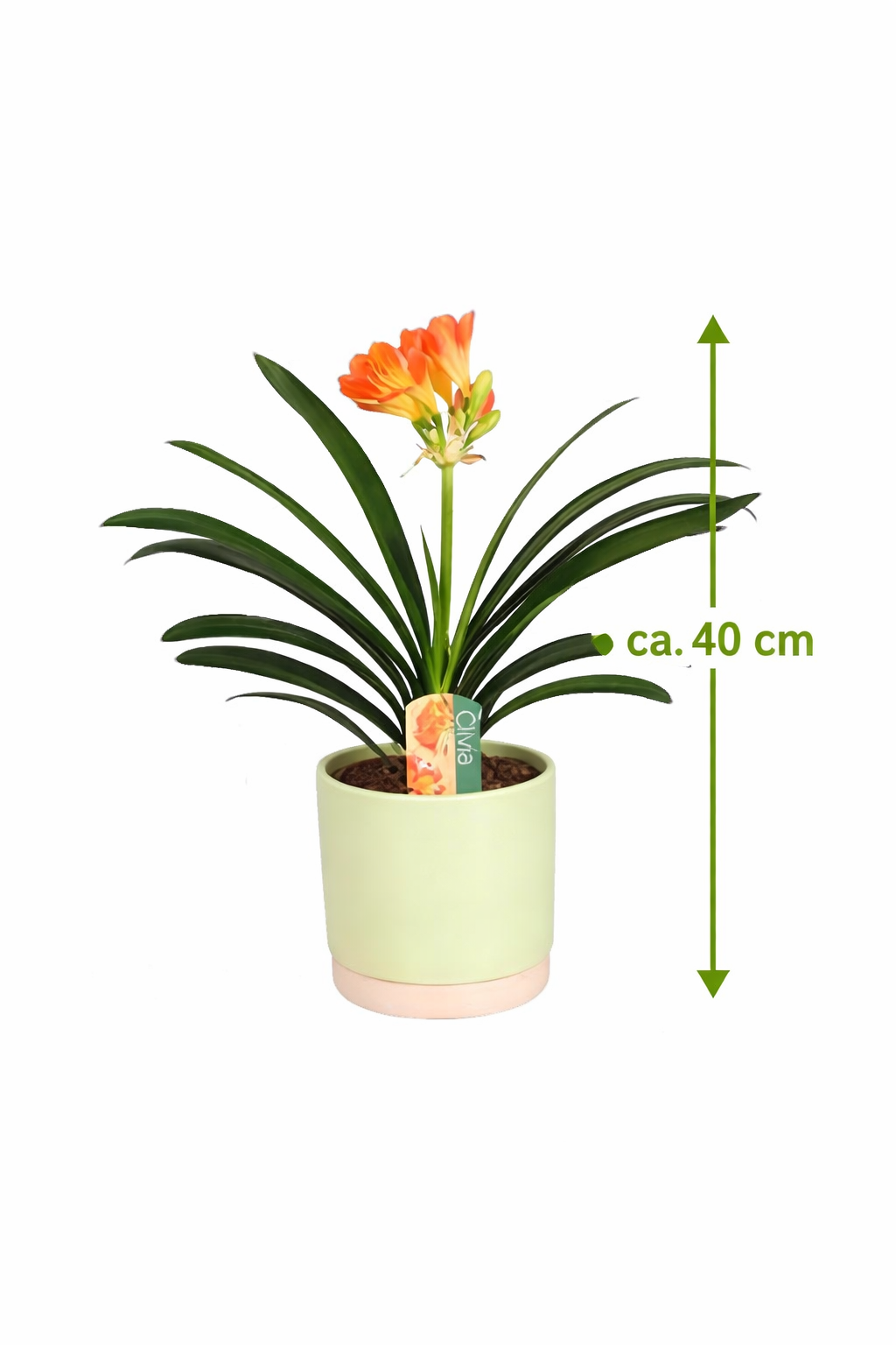 Clivia miniata Riemenblatt Klivie ca. 40 cm – Zimmerpflanze für Wohnzimmer & Büro – Pflegeleicht, Blühend, Grüne Dekoration für Innenräume
