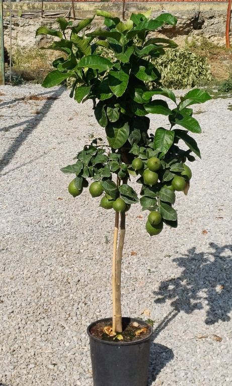 Zitronenbaum 'Femminello Carrubaro' – Citrus limon, 130–170 cm – Mediterrane Zitruspflanze mit echten Zitronen