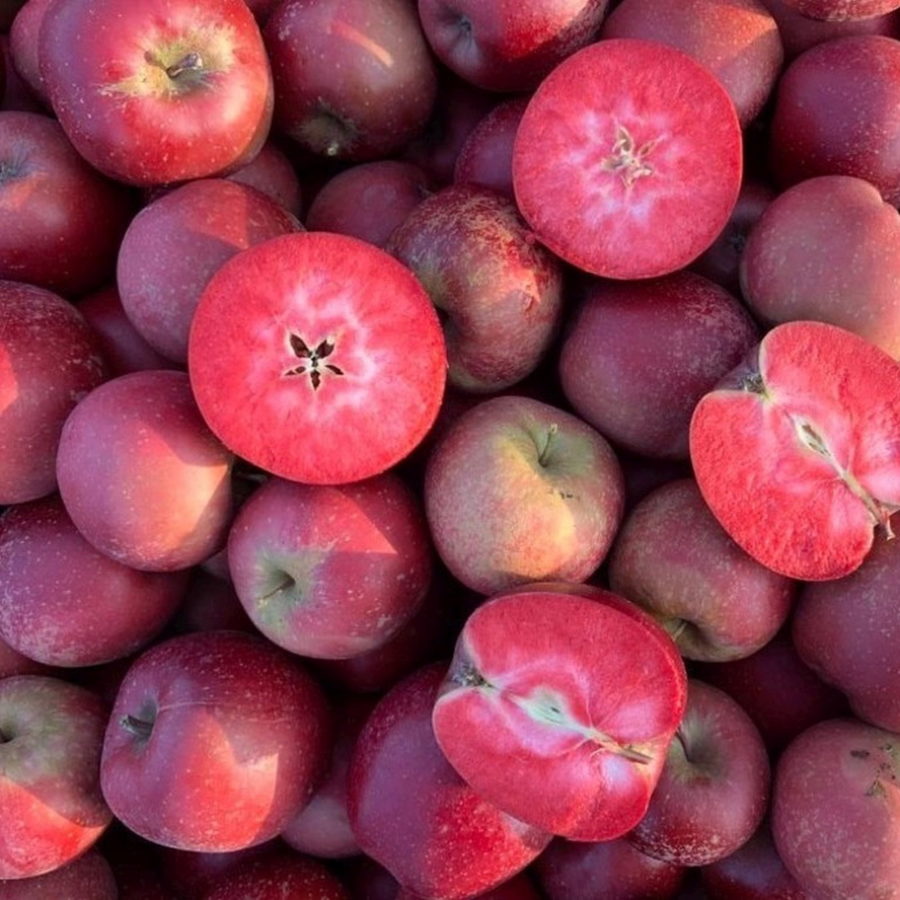 Malus Polpa Rossa – Roter Apfelbaum | Obstbaum 100–140 cm | Winterhart & reichtragend