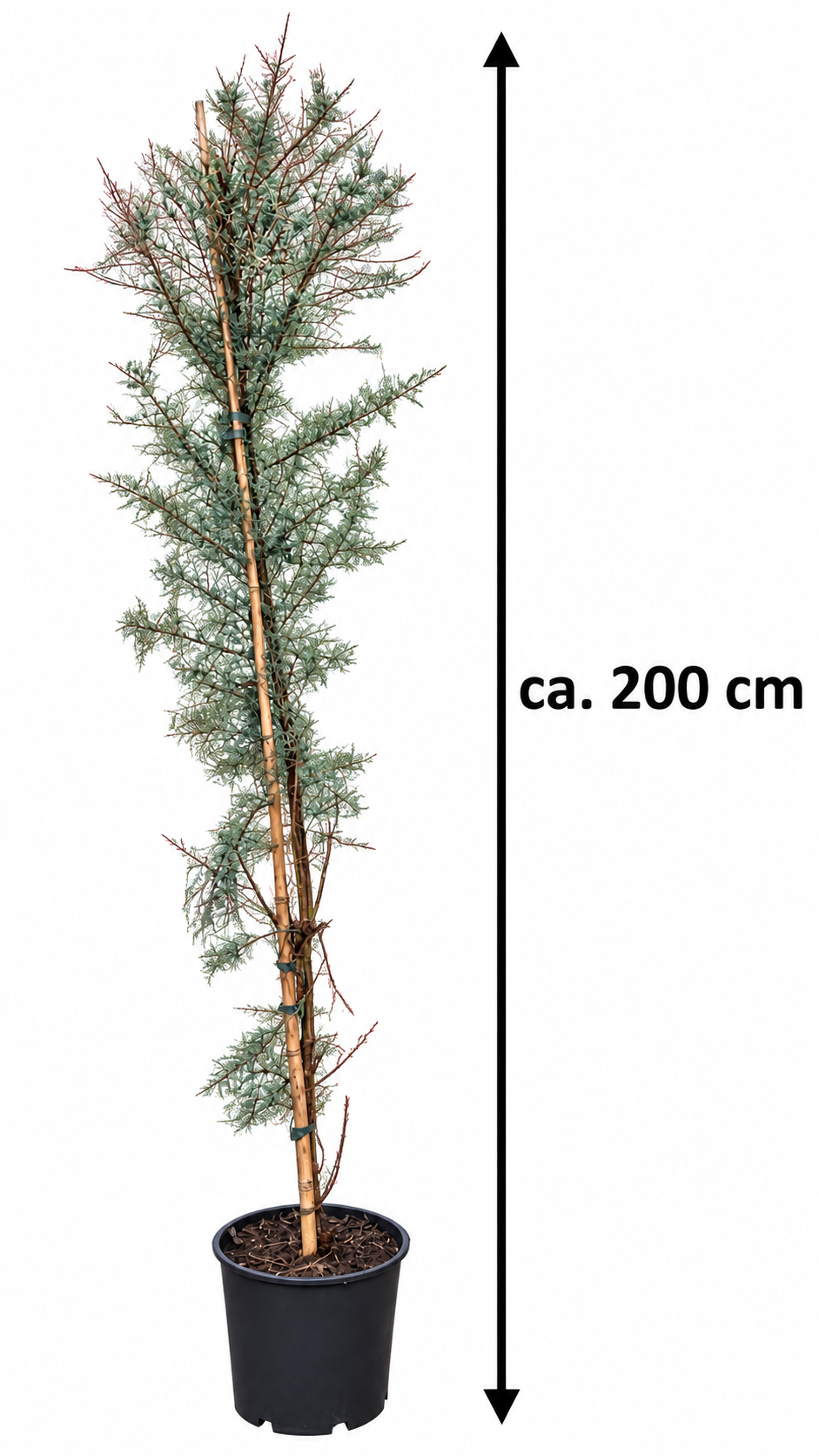 Tamariske ‘Pink Cascade’ – Sommer-Tamariske mit rosa Blüten – winterharter Zierstrauch – ca. 200 cm inkl. Topf