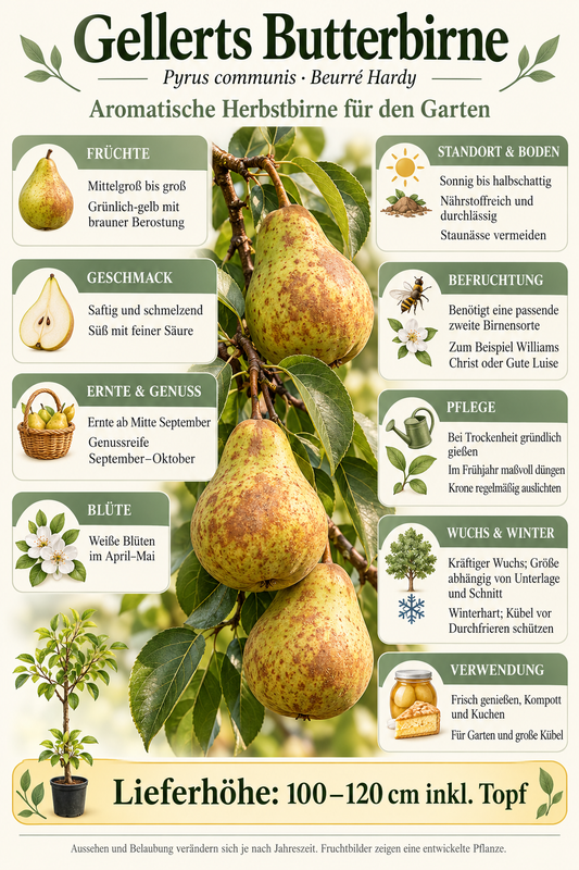 Birnbaum ‘Gellerts Butterbirne’ / ‘Beurré Hardy’ – aromatische Herbstbirne für den Garten – 100–120 cm inkl. Topf