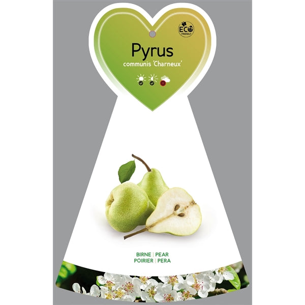 Pyrus communis 'Delicious of Charneux' / Légipont 100-120 cm hrušeň primátorská
