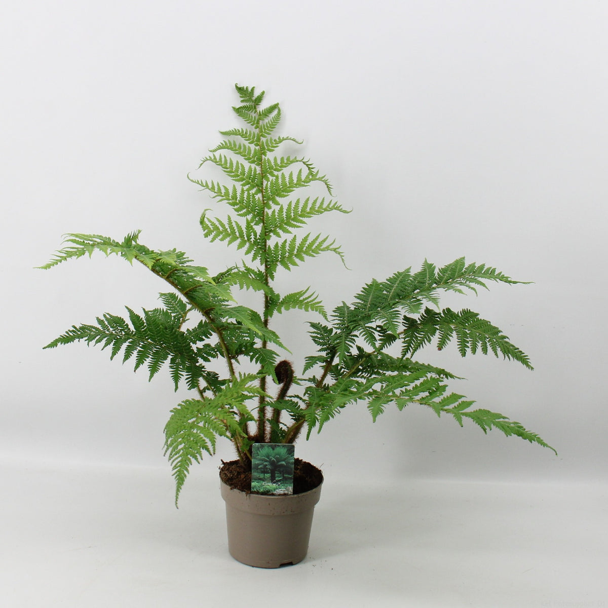 Cyathea australis cca. 60 cm australská stromová kapradina - rychle rostoucí a velká stromová kapradina