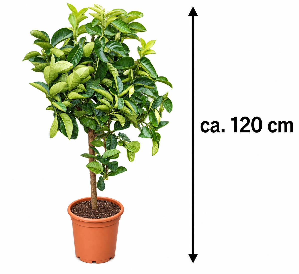 Zitronatzitrone ‘Cedro of the Aeolian Islands’ – Citrus medica, Zitruspflanze für Terrasse & Wintergarten – ca. 120 cm inkl. Topf