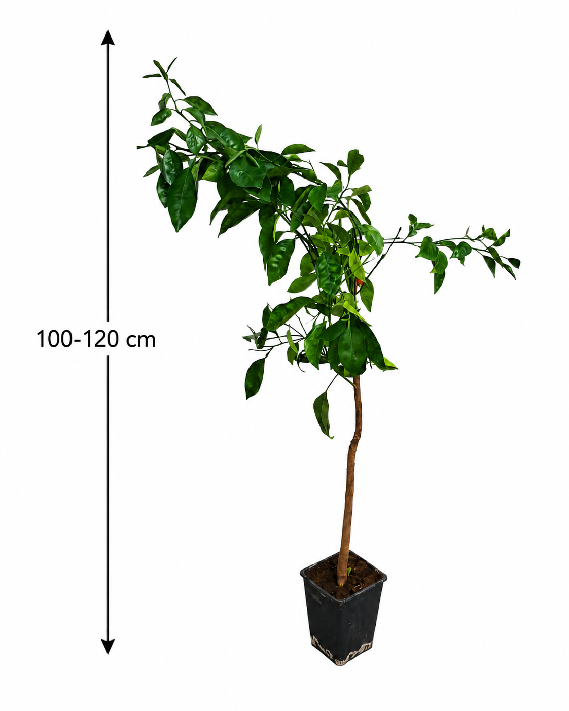 Brazilský pomeranč (Citrus sinensis) – Arancio Brasiliano, 100-120 cm | Exotický pomerančovník pro váš domov