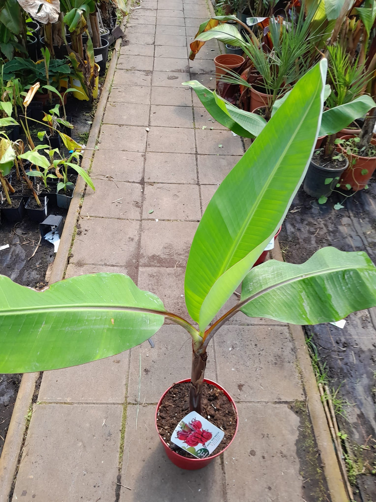 Musa Red Dacca 80-120 cm - Rote Banane - Bananenbaum