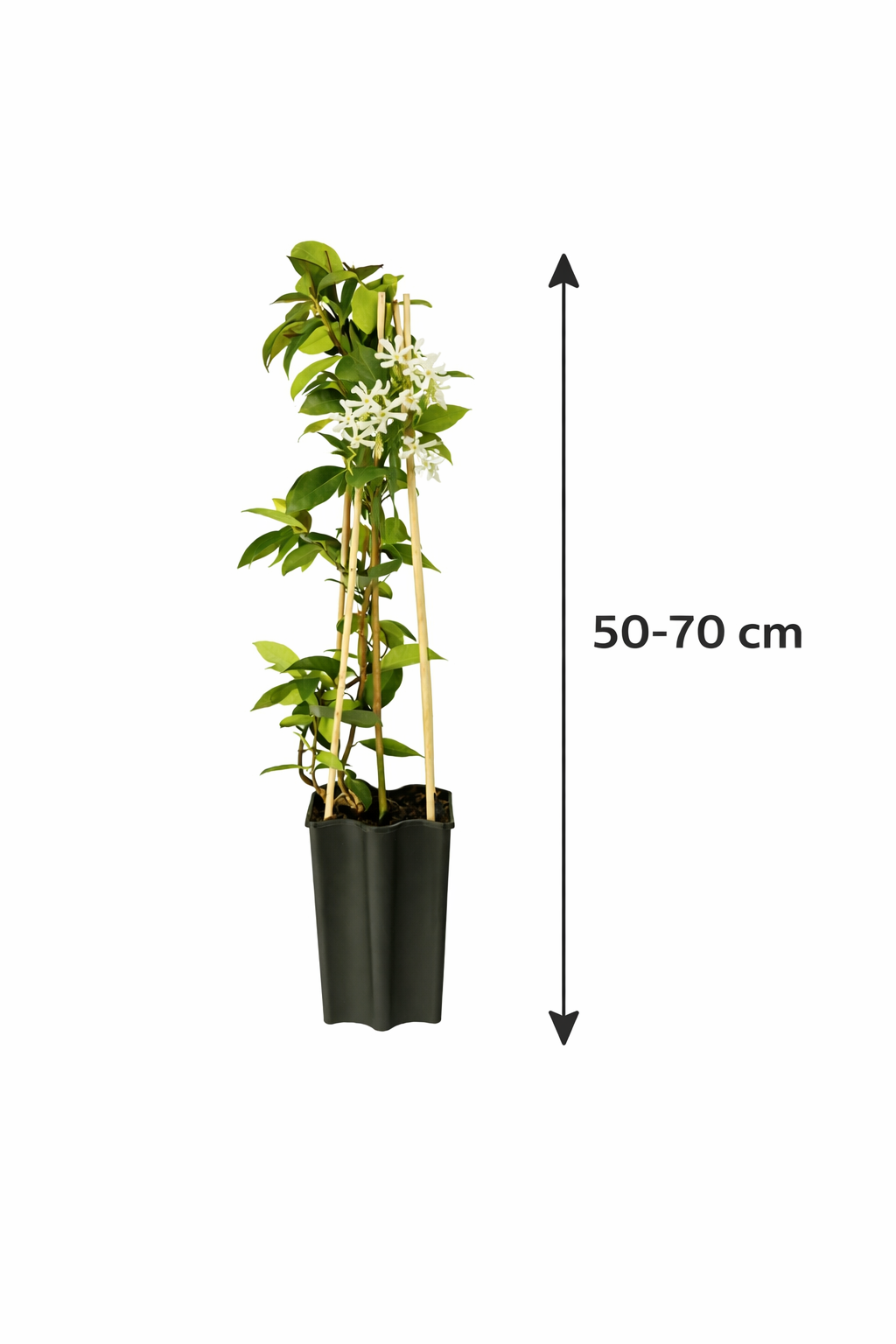 Sternjasmin (Trachelospermum jasminoides) 50–70 cm – Immergrün, Winterhart & Stark Duftend | Duftjasmin, Kletterpflanze