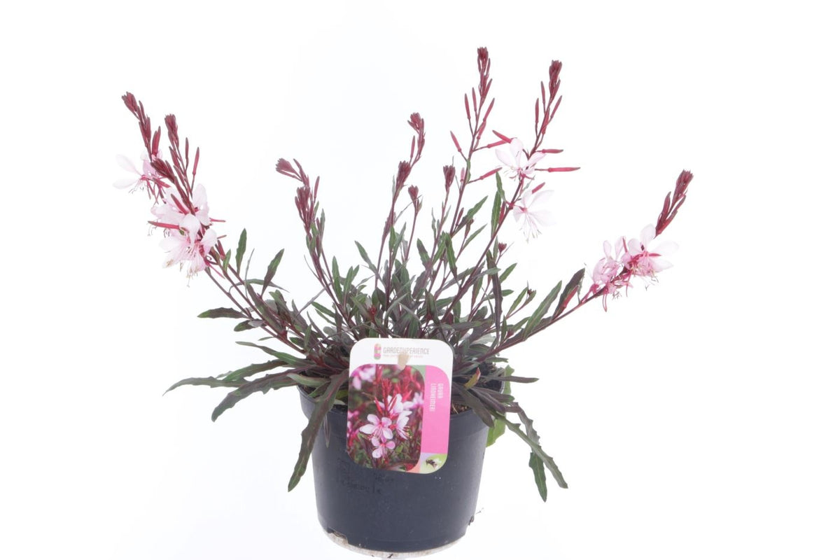 Prachtkerze ‘Gaudi Light Pink’ (Gaura lindheimeri) im 1,5L Topf – Zierliche Blütenpracht für Beet & Kübel