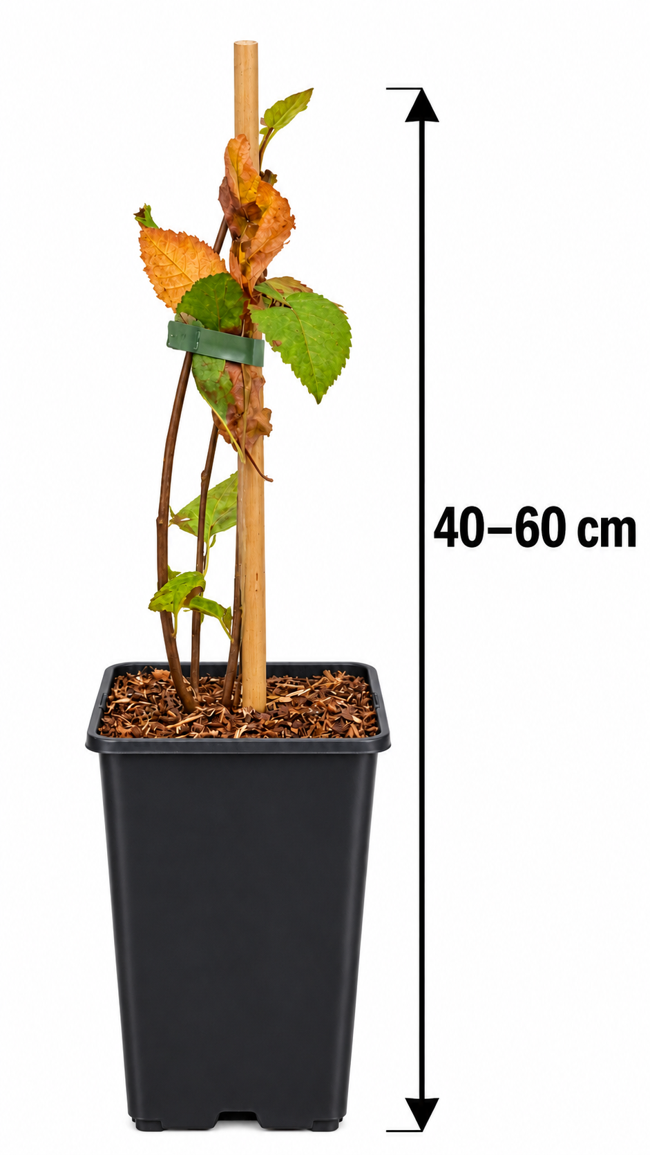 Felsenbirne ‘Prince William’ – Amelanchier, winterharter Obststrauch mit essbaren Früchten – 40–60 cm inkl. Topf