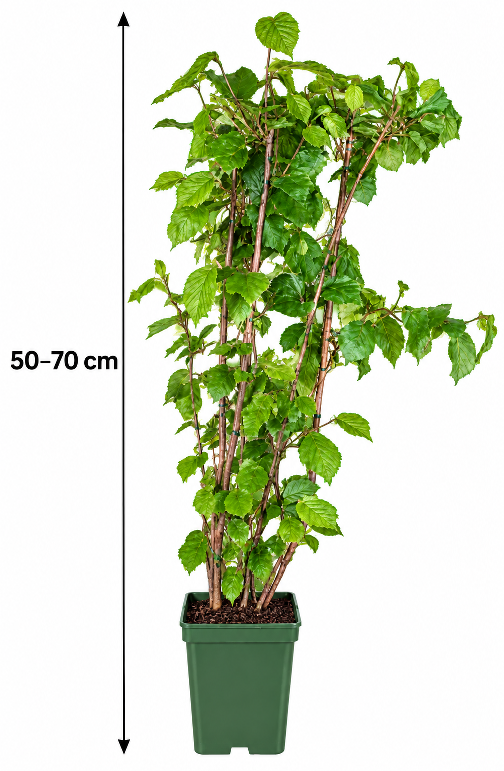 Haselnussstrauch Corylus ‘Nottingham Früheste’ – frühe Haselnuss, ca. 50-70 cm, kräftige Pflanze im Topf
